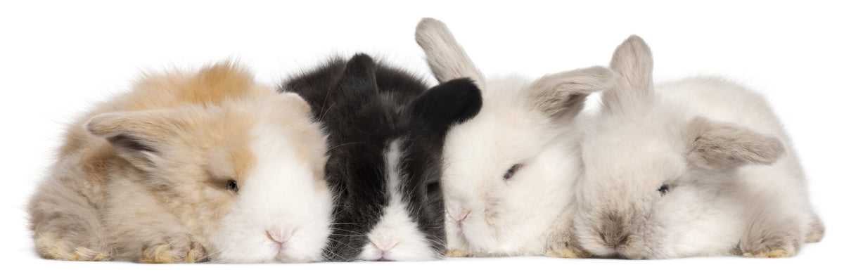 Several rabbits with different coat colours sitting together against a white background
