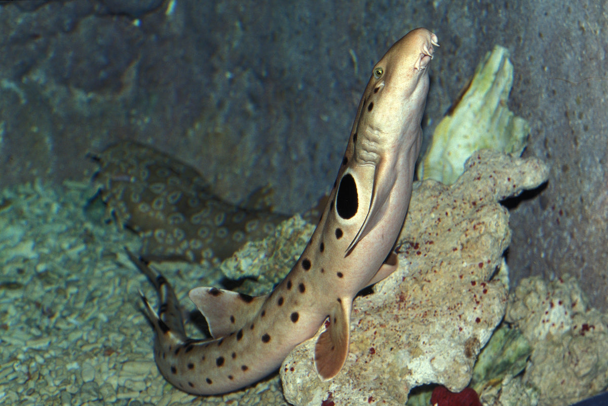 Spotted shark swimming close to a rocky underwater surface.