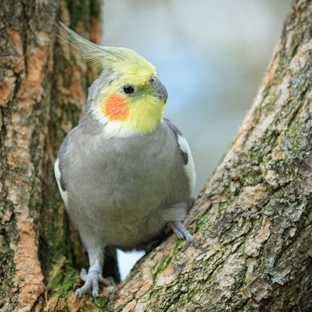 Gray cockatiel with a yellow crest and orange cheek patches perched between tree branches.