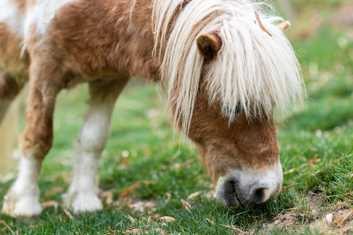 Small brown-and-white pony with a long pale mane grazing on grass.