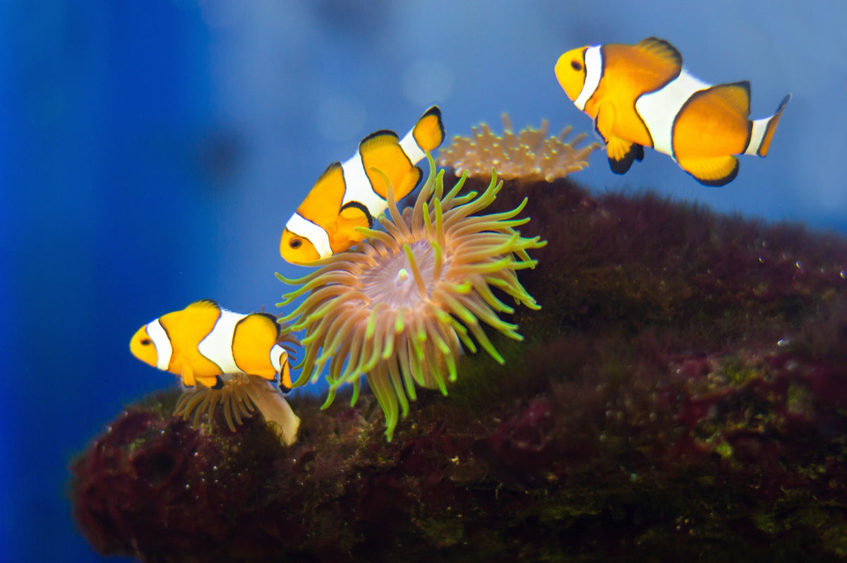 Three clownfish swimming beside an anemone in an aquarium.