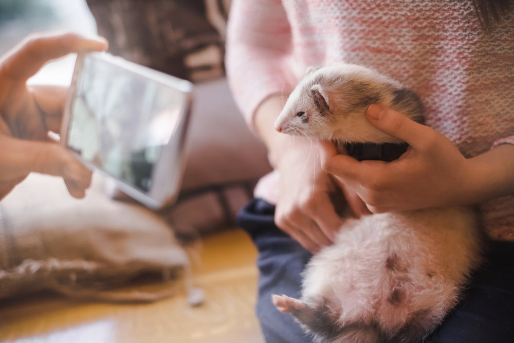 Ascites in Ferrets: A Vet’s 2025 Guide to Causes, Signs, Diagnosis & Care 🐾🩺