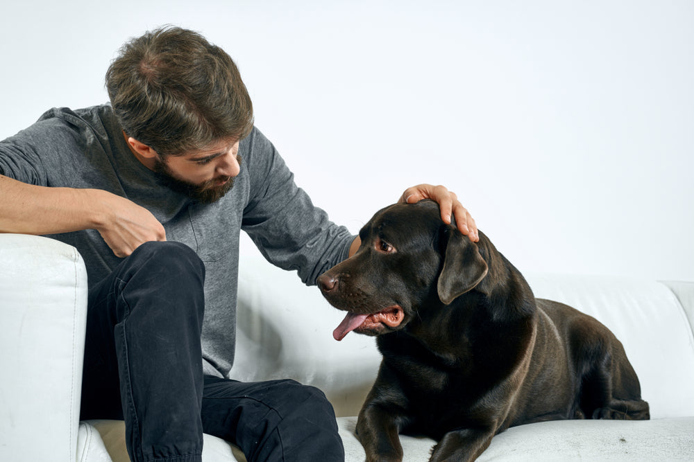 Common Health Problems in Large Breed Dogs: Signs and Prevention