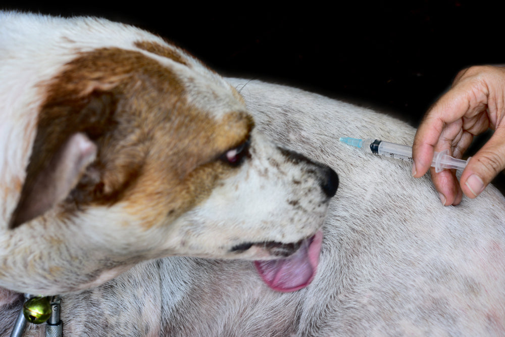 Liver Shunts in Dogs: Signs, Diagnosis and Treatment