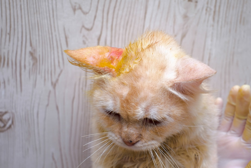 Demodicosis in Cats: A 2025 Veterinary Guide to Symptoms, Causes & Care 🐱🕷️