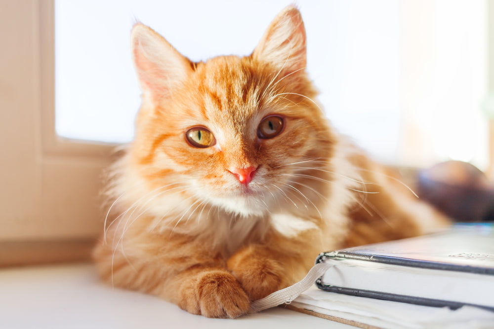 Common Cat Health Concerns Every Owner Should Know 🐱🩺✨