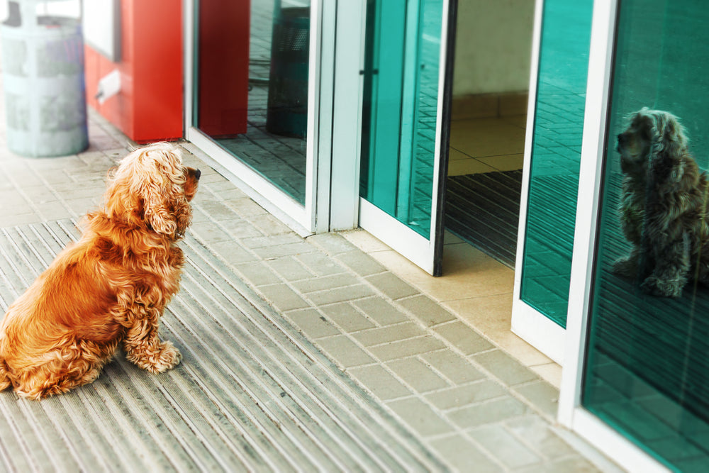 Separation Anxiety in Dogs and Cats: Helping Pets Feel Safer Alone