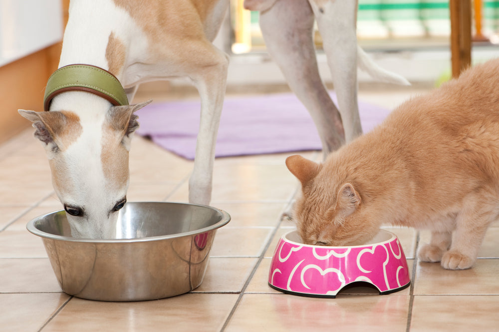 Why Is My Dog or Cat Drinking and Urinating More?