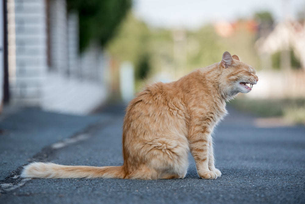 Bronchiectasis in Cats: Vet Guide 2025 🐾🩺