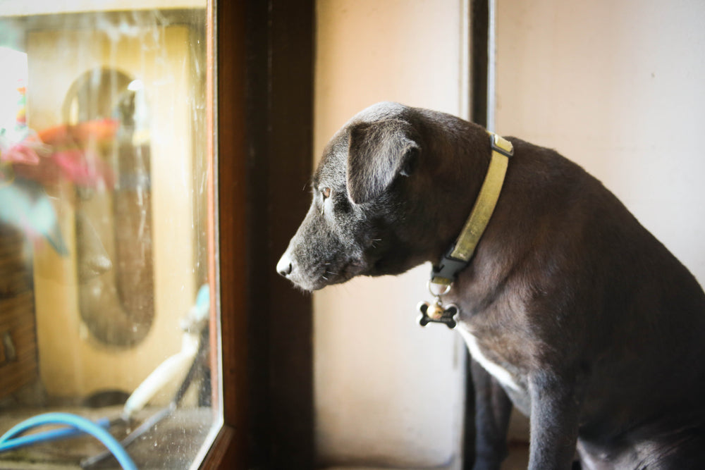 Signs of Anxiety in Dogs and How to Help