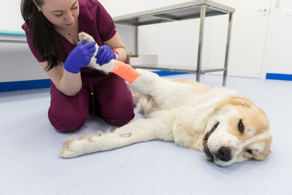 Cellulitis in Dogs and Cats: Veterinary Treatment & Prevention Tips for 2025 🐶🐱🩺