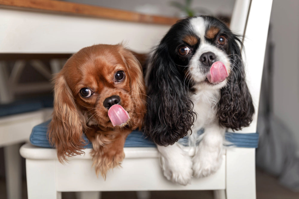 How Do I Choose the Right Probiotic for My Dog?