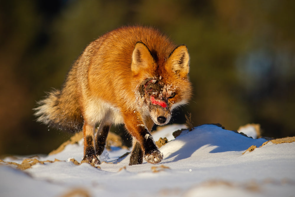 What to Do If You Find Injured or Orphaned Wildlife