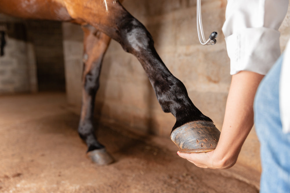 Essential Hoof Care for Horses in All Seasons