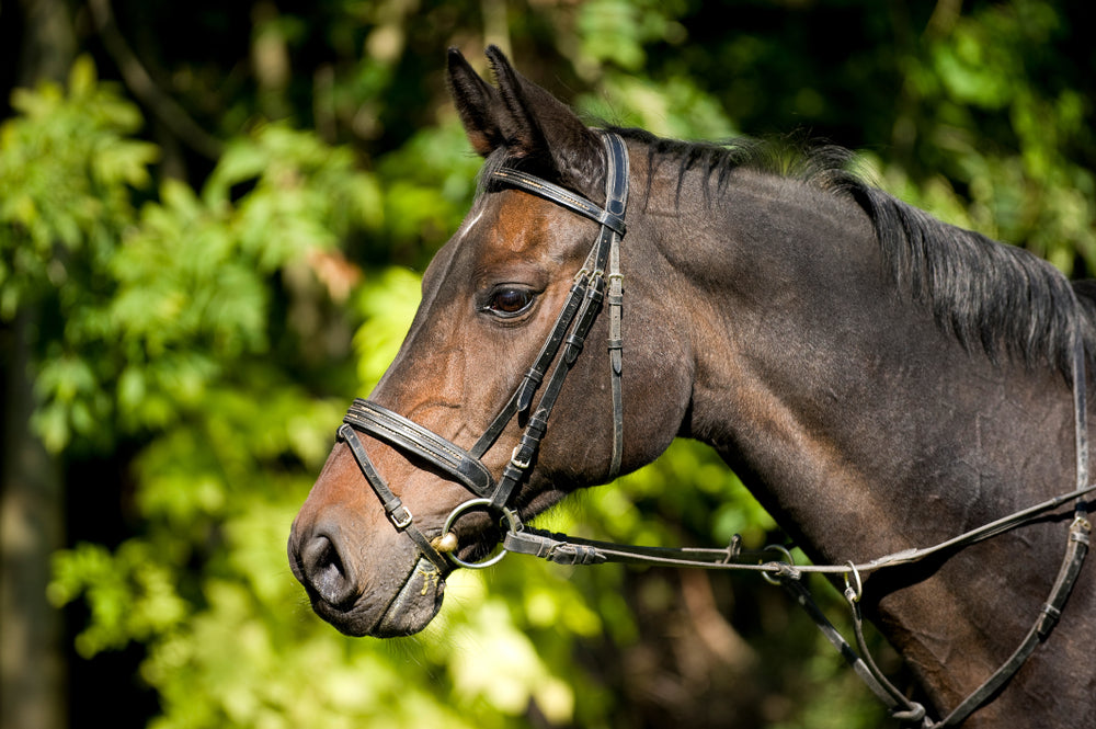 Dutch Warmblood Care: Matching a Sport Horse to Your Goals