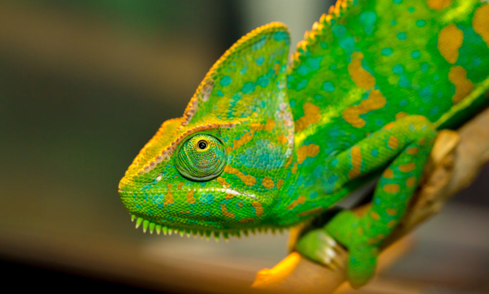 Cloacal Prolapse in Reptiles: What To Do and When It Is an Emergency