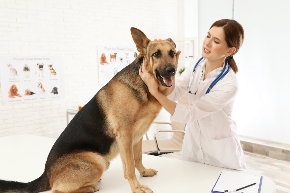 Cervical IVDD in Dogs: Vet-Approved 2025 Guide to Diagnosis, Surgery & Recovery 🧠🐶