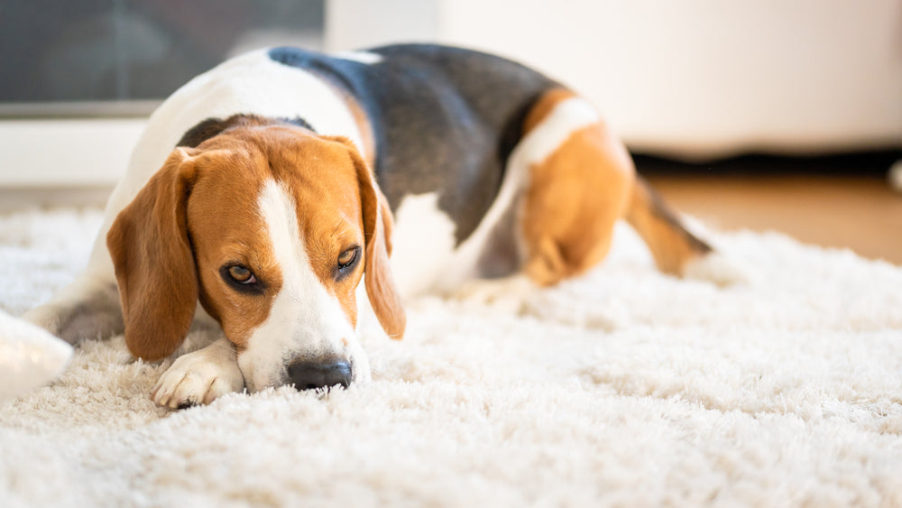 Comprehensive Vet Guide 2025: Thyro‑Tabs® (Canine Levothyroxine) for Dogs & Cats – Thyroid Health 🐾💊