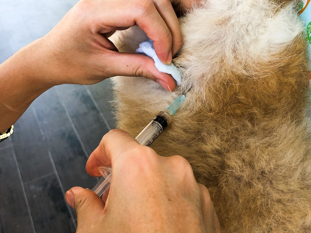 How to Clean Your Cat’s Ears with Chronic Infections