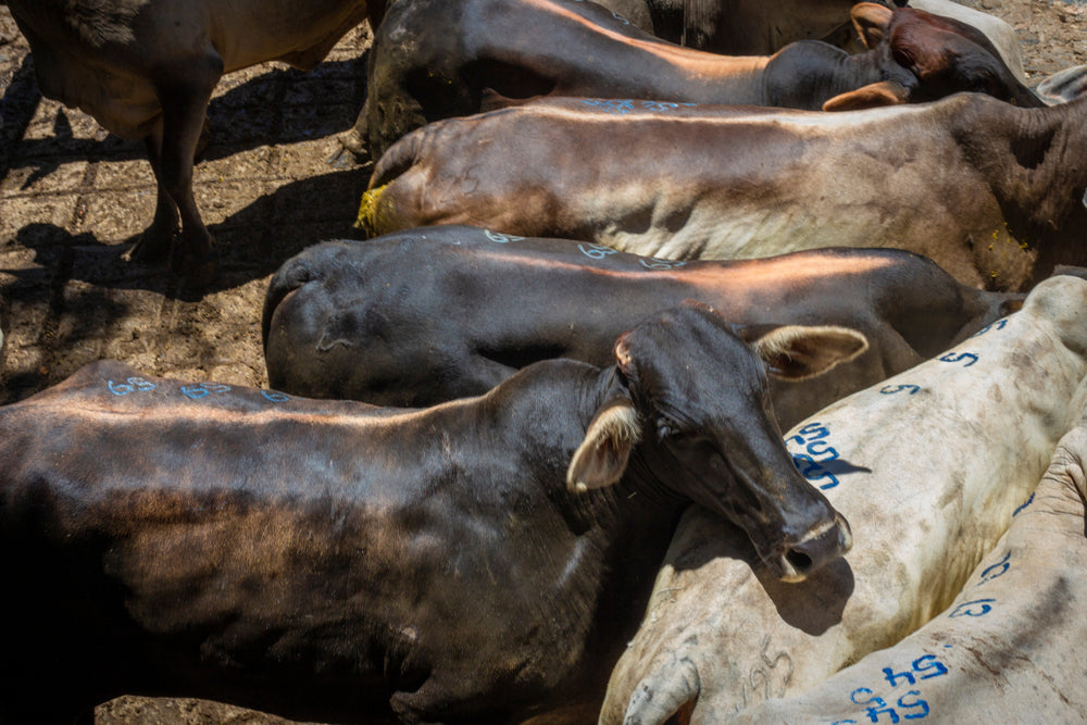 Foot-and-Mouth Disease Vaccine for Livestock