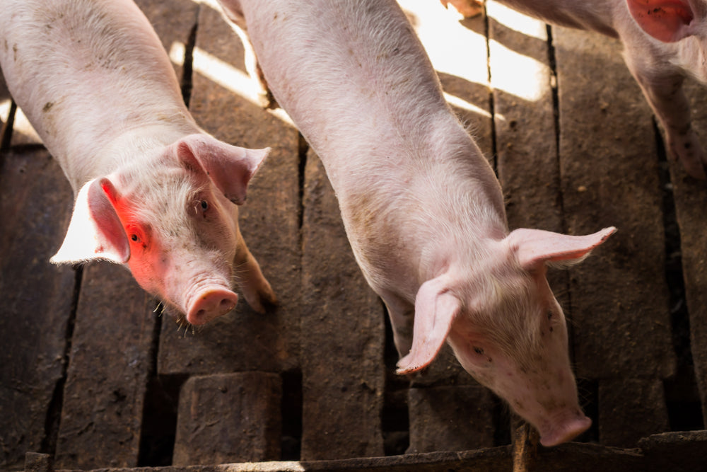 How to Set Up Safe Housing for a Pet Pig