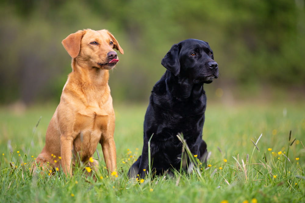 Dog Enrichment: Practical Ideas for a Happier Daily Routine
