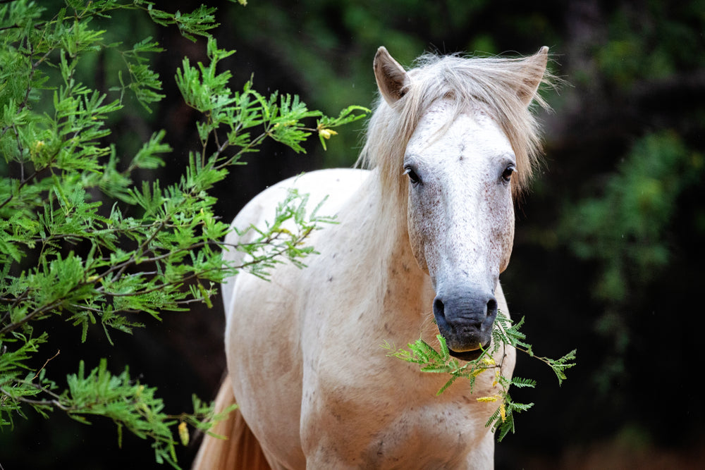 How Often Should You Feed a Horse?