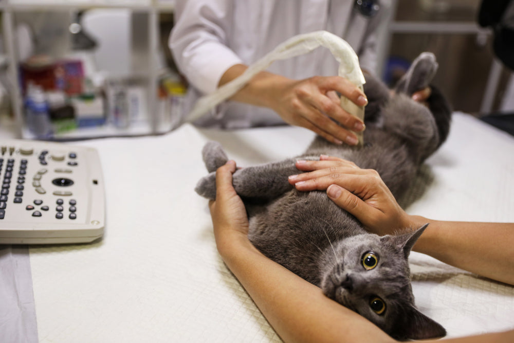 Toxoplasmosis and Pregnancy