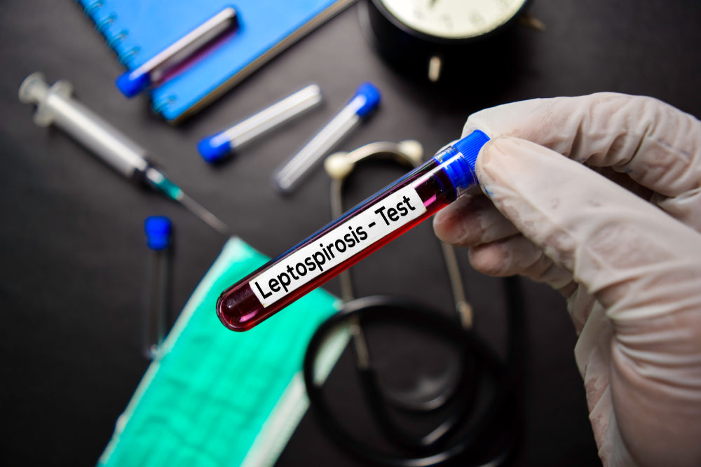 Leptospirosis in Pets: What Every Owner Needs to Know