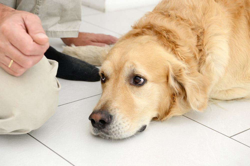 Liver Disease in Dogs and Cats: Types, Tests and Treatment