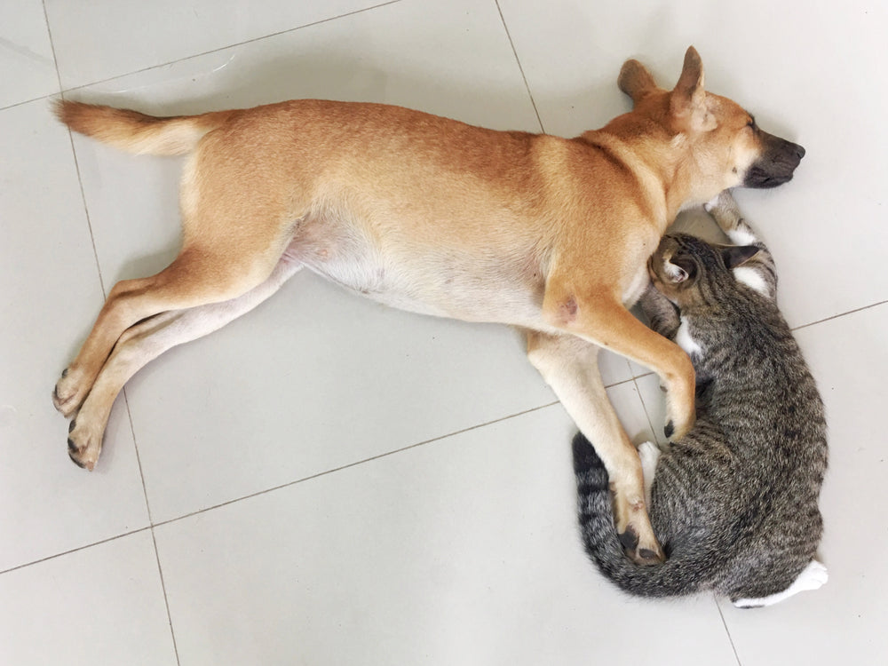 Prednisone and Prednisolone for Cats and Dogs