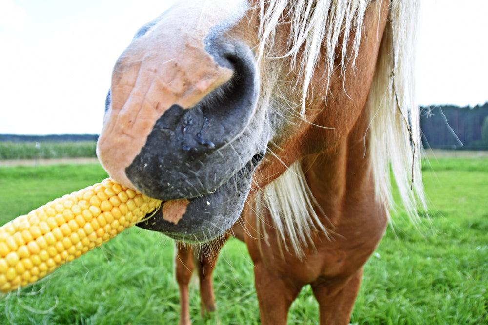 Can Horses Eat Corn Safely? Benefits, Risks and How Much to Feed
