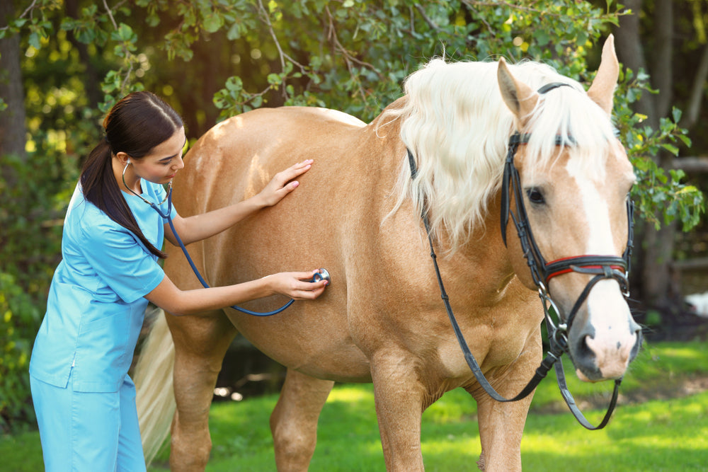 Ringworm vs Rain Scald in Horses: How To Tell the Difference