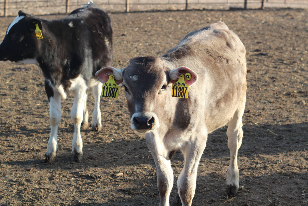 Tetanus in Calves After Banding: Signs, Treatment and Prevention