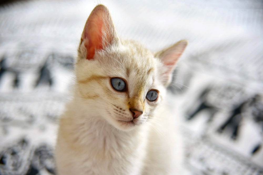 5 Practical Ways to Enrich Your Cat's Life