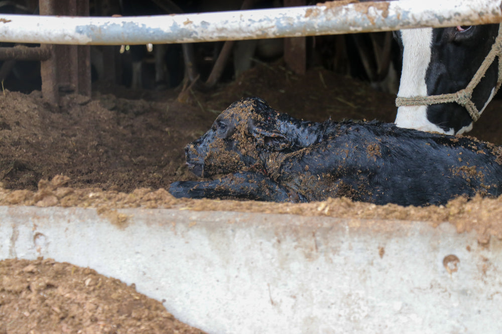 When Do Calves Need Colostrum?