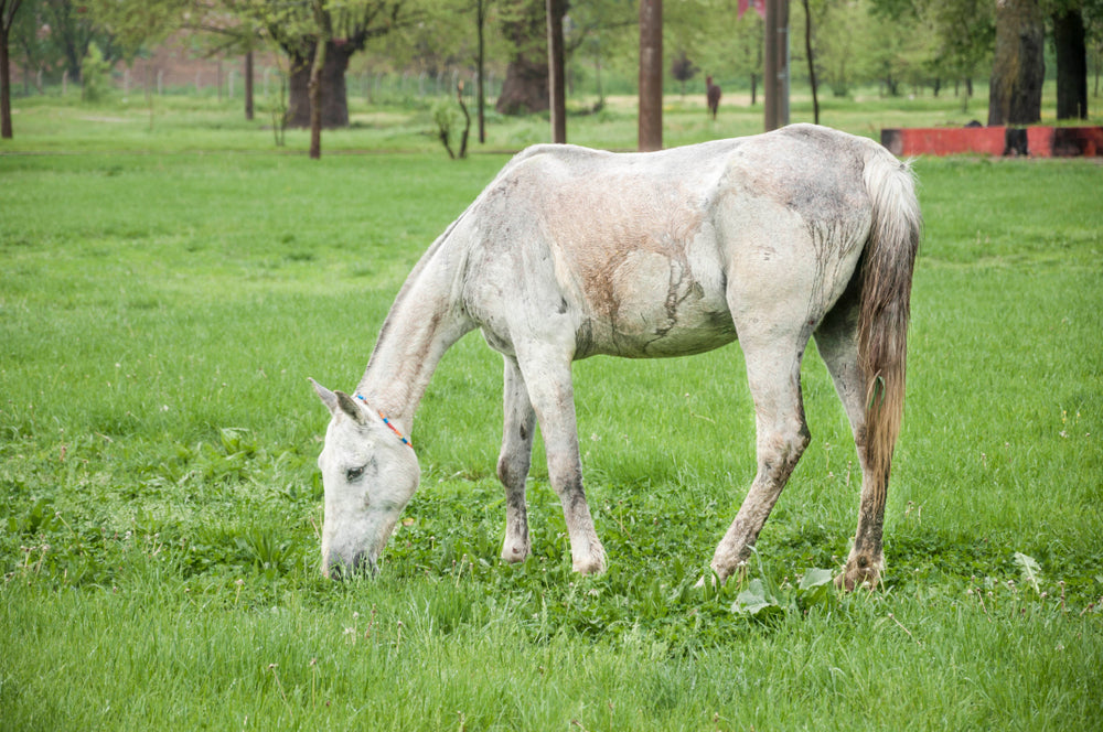 How To Put Weight on a Skinny Horse Safely