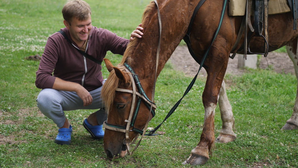 Is General Anaesthesia Safe for Senior Horses?