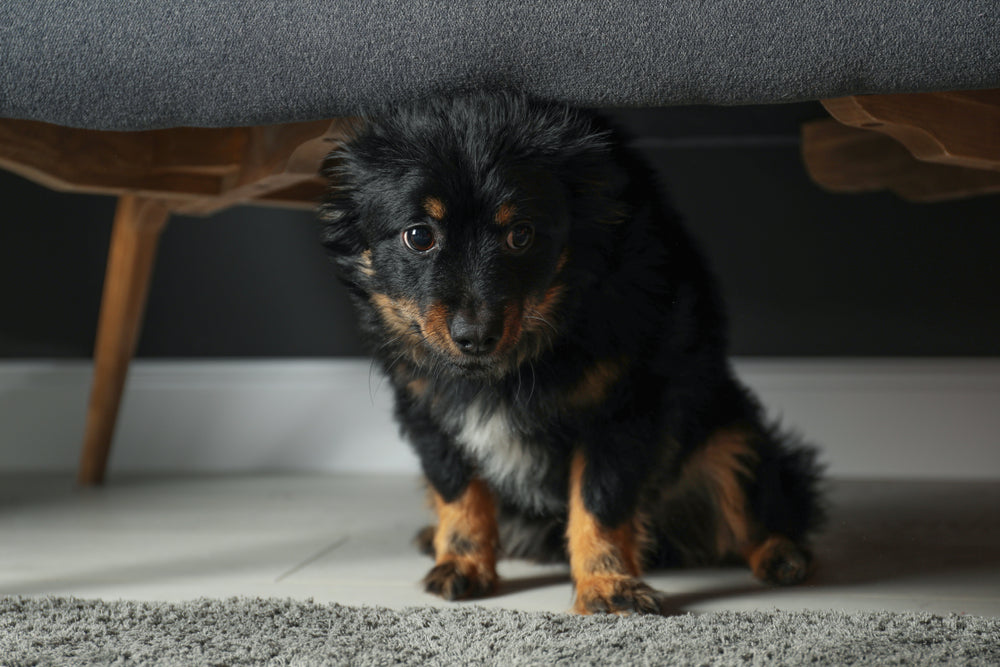 Fourth of July Pet Safety – Vet Guide 2025 🇺🇸🐾