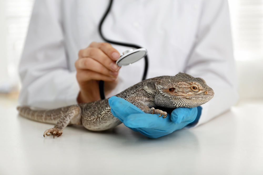 Fatty Liver Disease in Reptiles: Signs, Diagnosis and Treatment