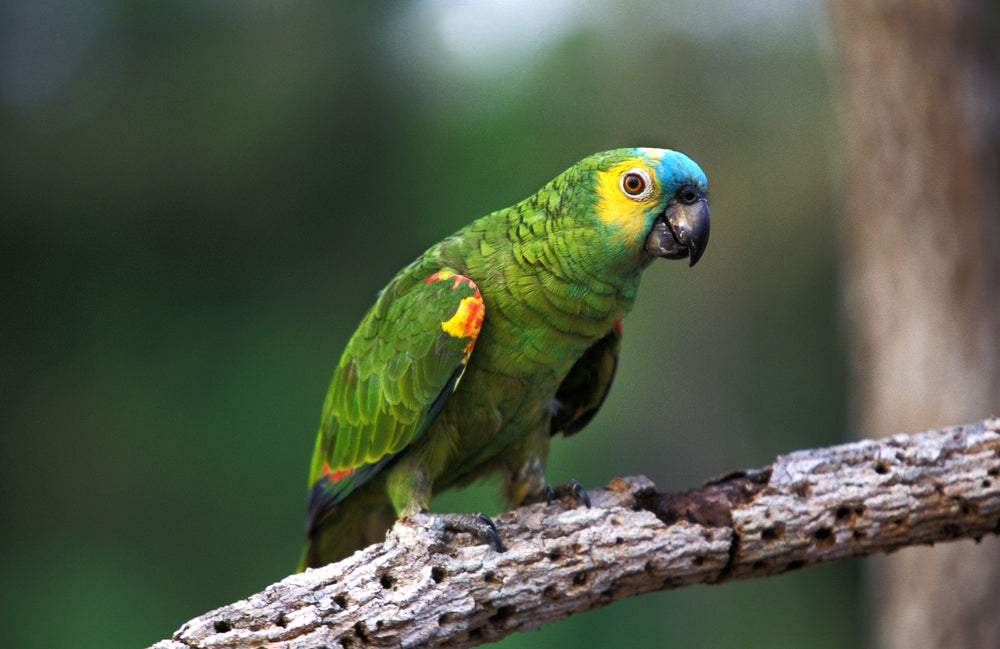 How to Keep a Pet Parrot Healthy: Diet, Sleep, Exercise and Enrichment