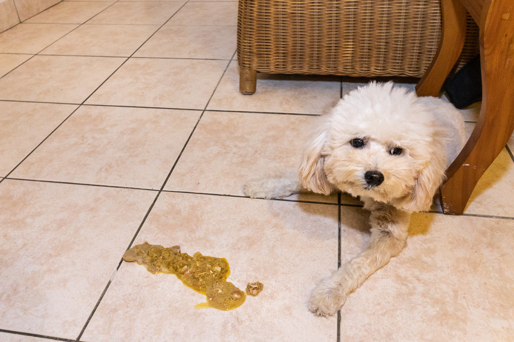 Vomiting vs Regurgitation in Dogs and Cats: What Pet Owners Should Know