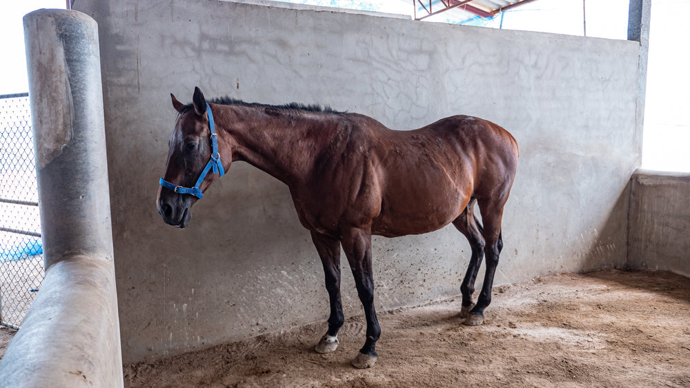 Bisphosphonates for Navicular Disease in Horses: When They Help and When To Be Careful