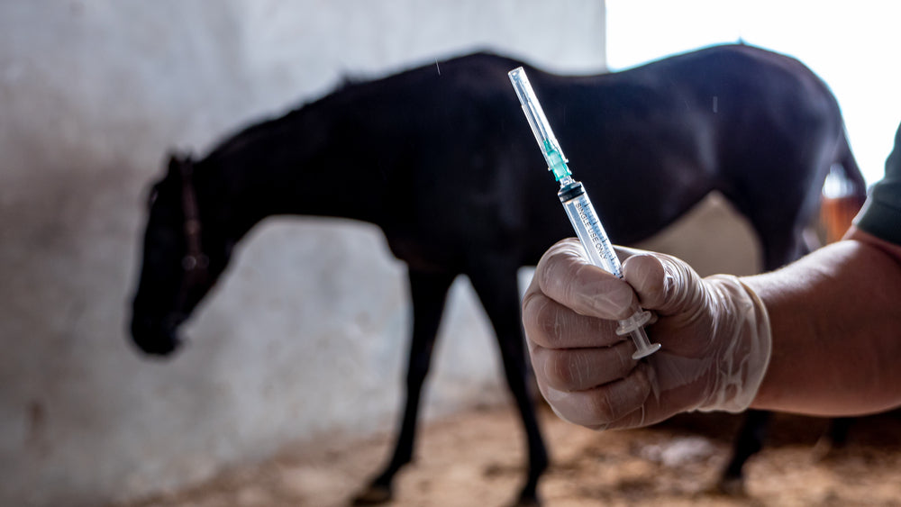How Often Can Horses Have Joint Injections?