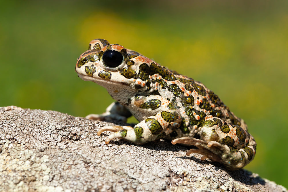 Gastrointestinal Foreign Bodies and Gastric Overload in Amphibians