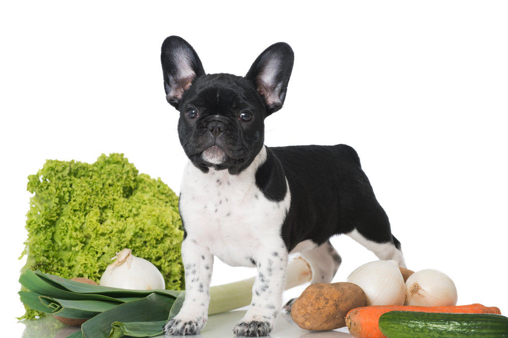 Puppy Nutrition and Exercise