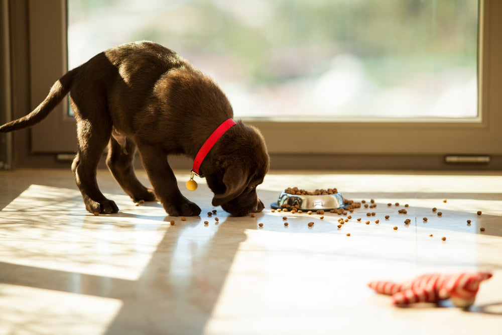 Prebiotics and Probiotics for Pets: What You Need to Know 🦠🐶🐱✨