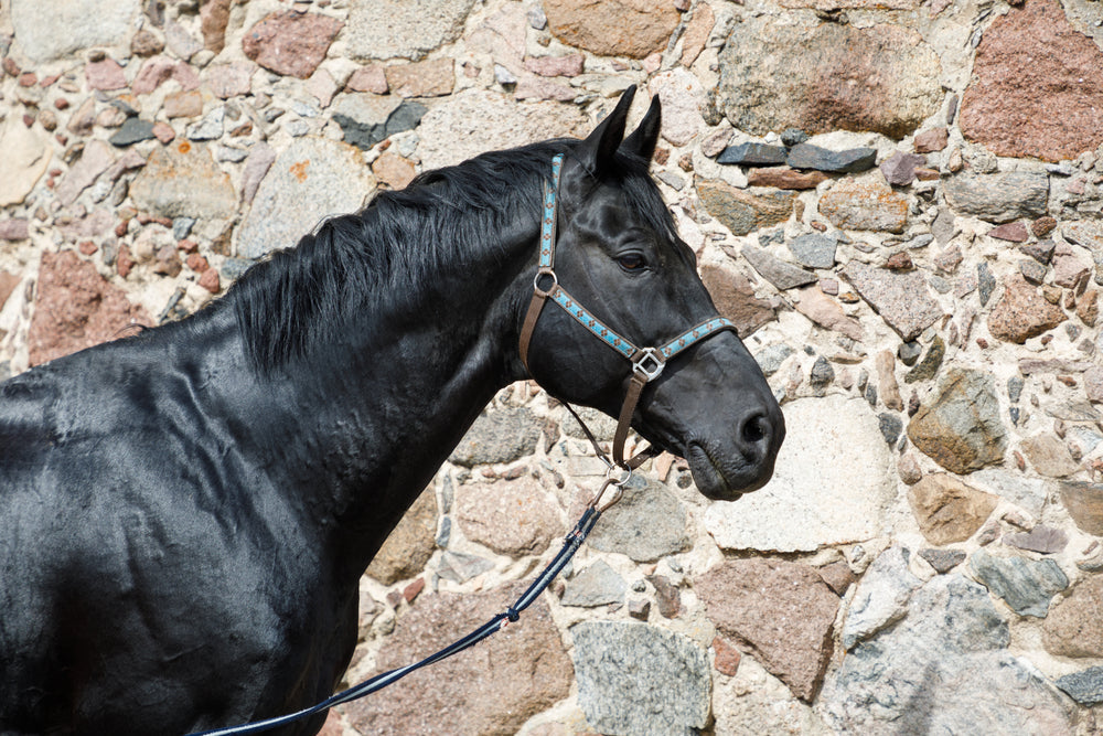 How To Protect Horses From West Nile Virus