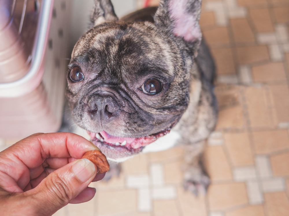 Preventing Heartworm in Dogs