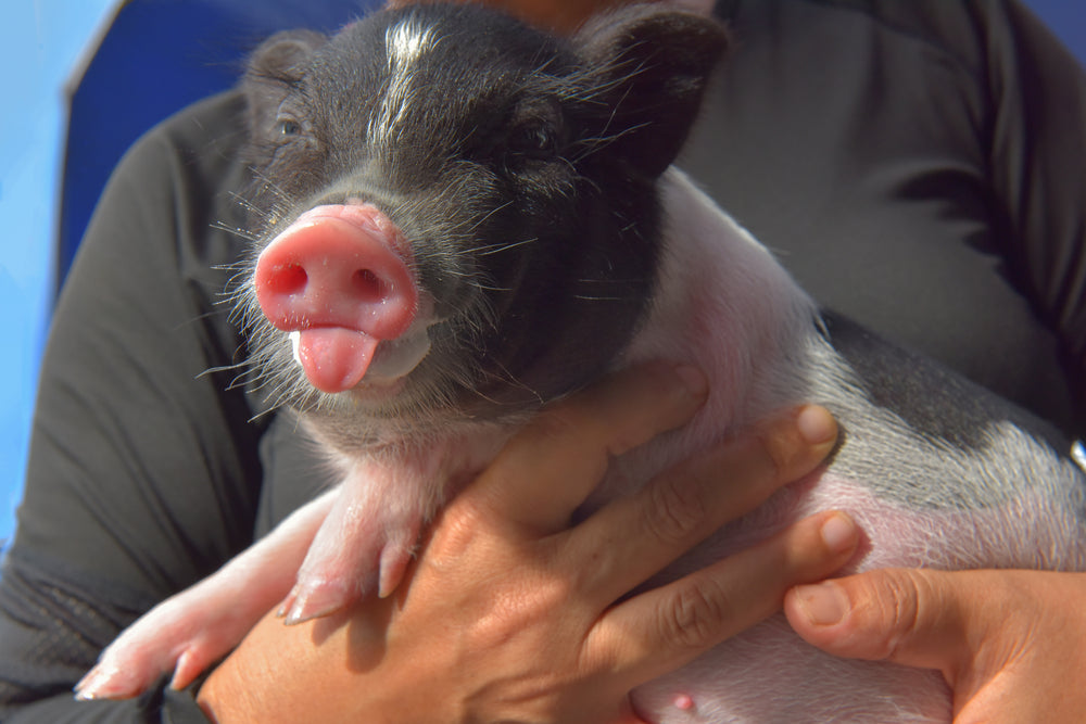 Miniature Pigs as Pets